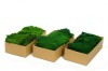 Premium Preserved Alpine Flat Moss Dark Green 100g Box