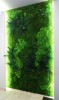 Premium Preserved Alpine Flat Moss Dark Green 100g Box