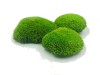 Premium Preserved Alpine Pillow/ Bun Moss Light Green 0,6m2 Large Bulk Wholesale Box