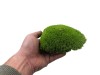 Premium Preserved Alpine Pillow/ Bun Moss Light Green 0,6m2 Large Bulk Wholesale Box