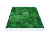 Dark Green Pillow /Bun Moss Picture 52x52 In White Frame