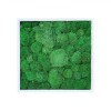 Dark Green Pillow /Bun Moss Picture 52x52 In White Frame