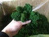 Purified  Reindeer Moss Dark Green 4kg FINNISH