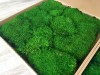 Premium Preserved Alpine Flat Moss Light Green XL Wholesale Box