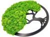Large round moss tree diameter 45 CM