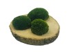 Preserved Swedish Pillow Moss Dark Green 0.1 m2