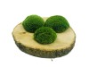 Preserved Swedish Pillow Moss Medium Green 0.1 m2