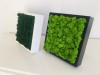 Painting - Wall Art made of spring green  reindeer moss in a 25x25cm black wooden frame