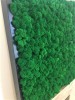 Norwegian Reindeer Moss ( Box 500g Gross ) Color Medium Green