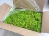 Purified Reindeer Moss Spring Green 2,5 kg Norwegian