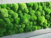 Pillow moss wall panel 30x30 cm Pole Moss Tile | color - light green