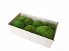 Premium Preserved Alpine Pillow/ Bun Moss Light Green Color 150g Box