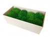 Premium Preserved Alpine Pillow/ Bun Moss Medium Green 150g Box