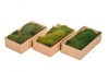 Preserved Polar Flat Moss Dark Green 100g Box