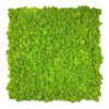 Reindeer moss wall panel 30x30 cm Preserved Moss Tile | color - spring green