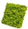 Reindeer moss wall panel 30x30 cm Preserved Moss Tile | color - spring green