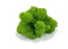 Purified  Reindeer Moss Spring Green 4kg FINNISH