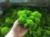 Purified Reindeer Moss Spring Green 0,5kg  FINNISH