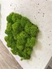 Purified FINNISH Reindeer Moss Spring Green 100g  Bag