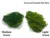 Preserved Swedish Flat Moss/ Forest Moss Medium Green XL Bulk Box