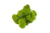 Preserved Polar Reindeer Moss ( Box 500g Gross ) Color May Green - Light Green