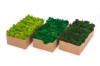 Preserved Polar Reindeer Moss ( Box 500g Gross ) Color May Green - Light Green