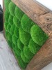 Pre-made Pillow Moss / Bun Moss Panel 50 x 50 cm (0,25m2) Pillow Moss Tile | color - dark green