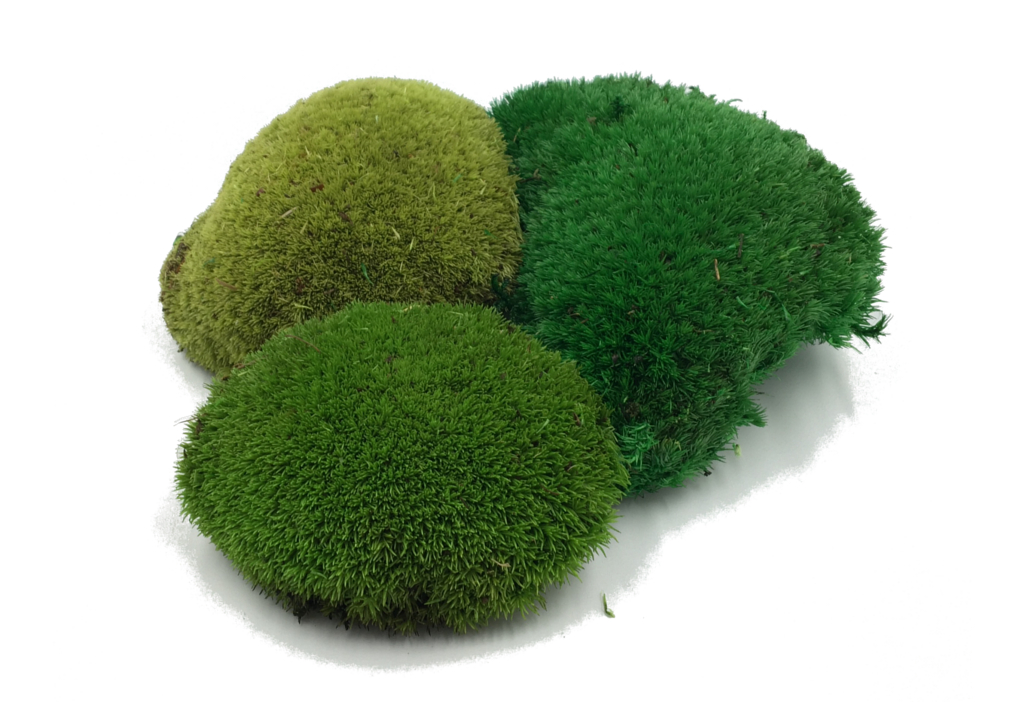 Preserved Moss For Decorations & Green Walls. Moss Wholesaler - Shop UK.  Top Quality Moss With Delivery to your Door.