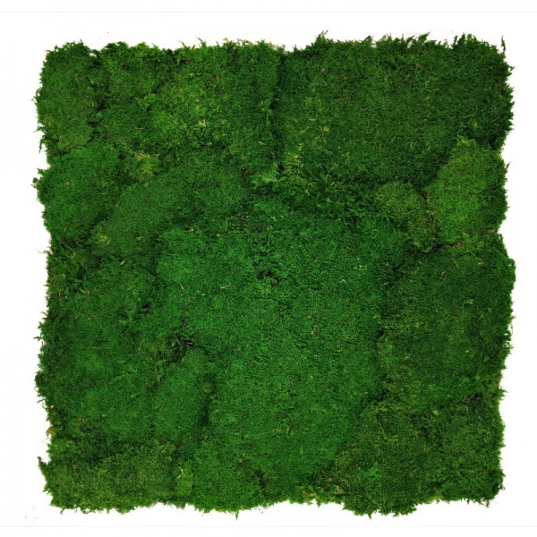 Flat moss wall panel 50 x 50cm | color - dark green