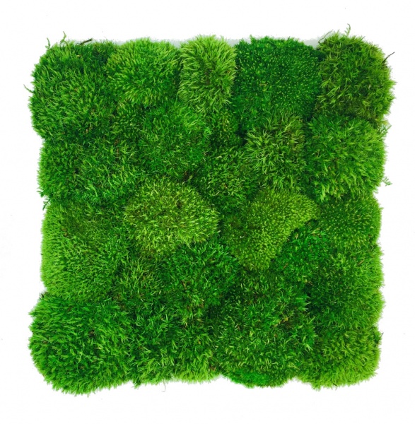 Pre-made Pillow Moss / Bun Moss Panel 50 x 50 cm ( 0,25m2 ) Pillow Moss Tile | color - medium green